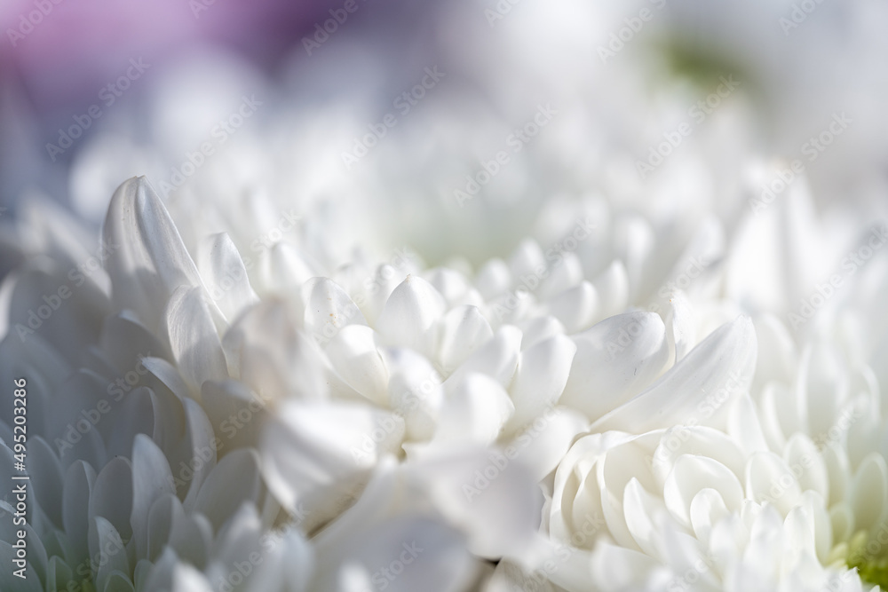 White Aster flowers in bloom. White Aster flowers in bloom.