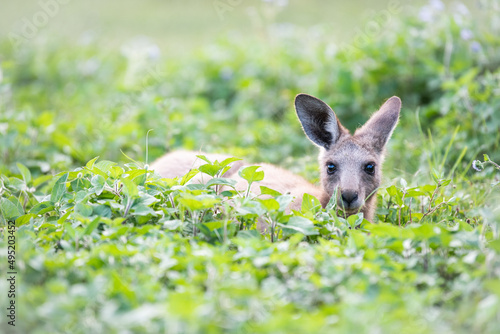 Horizontal shot of a kangaroo hiding on the green plants photo