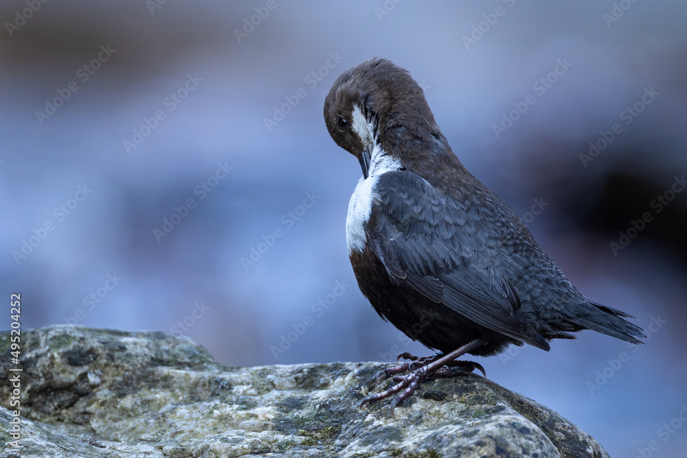 White throated dipper bird cinclus cinclus White throated dipper bird cinclus cinclus