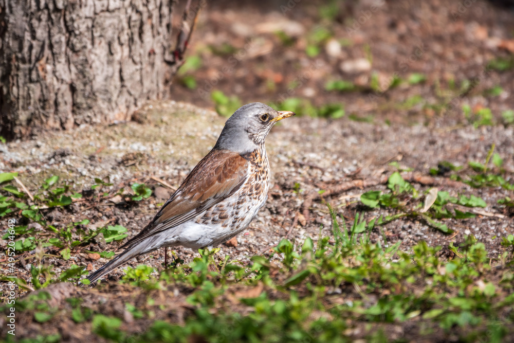 Fieldfare, Turdus pilaris, on a sprng lawn. Fieldfare, Turdus pilaris, on a sprng lawn.