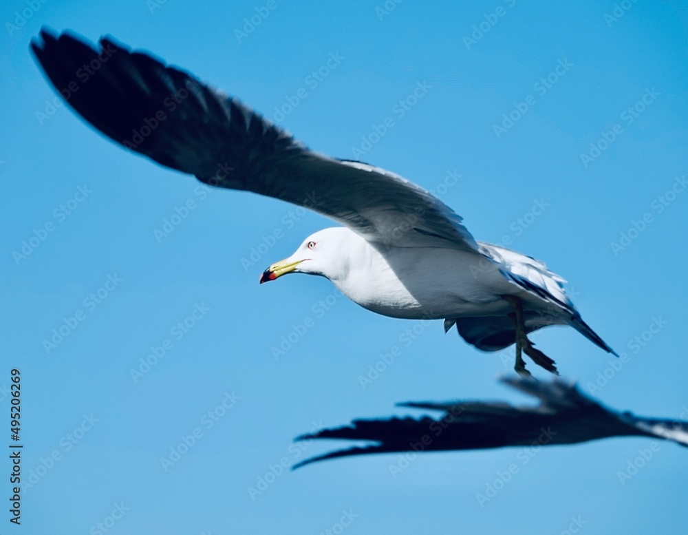 Obraz premium seagull in flight
