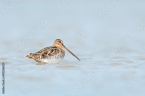 The common snipe, fine art portrait (Gallinago gallinago)