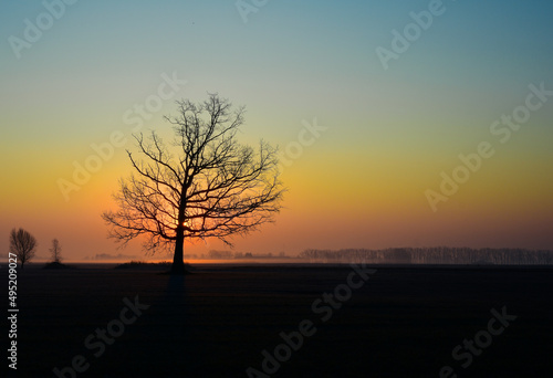 silhouette of a tree in sunset © Aurelijus