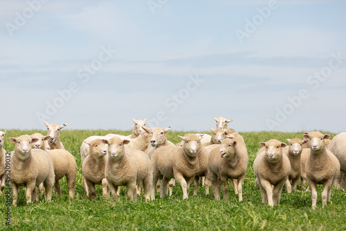 Crossbred lambs in a grassy pasture paddock photo