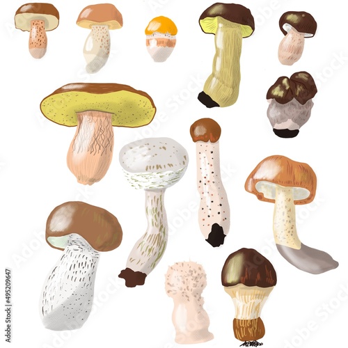 Set of mushrooms. Digital watercolor