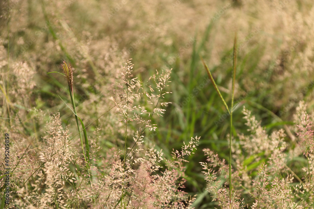Wild field with flowers, blurred background close-up. Wild field with flowers, blurred background close-up.