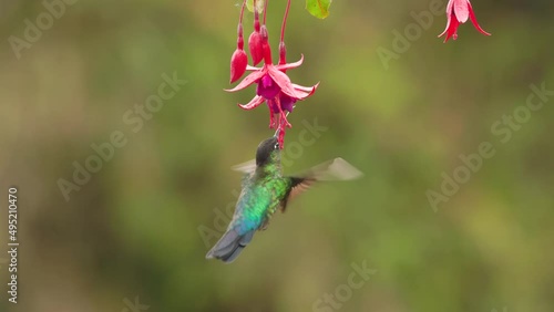slow motion clip of a fiery-throated hummingbird turning to reveal its iridescent colors while feeding on a fuchsia flower at a garden in costa rica
