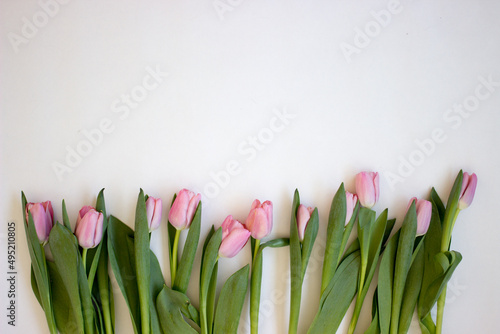 Wallpaper Mural Pink tulips on gray abstract background. Flat lay. Top view. Spring concept. Flowers aestetic Torontodigital.ca
