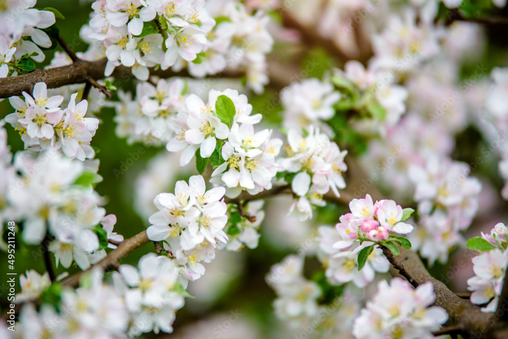 appletree blossom branch in the garden in spring
