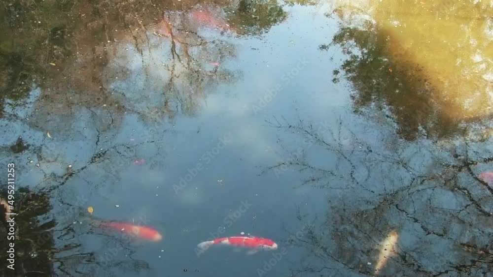 鶴岡八幡宮 柳原神池 鯉の群れ 鶴岡八幡宮 柳原神池 鯉の群れ