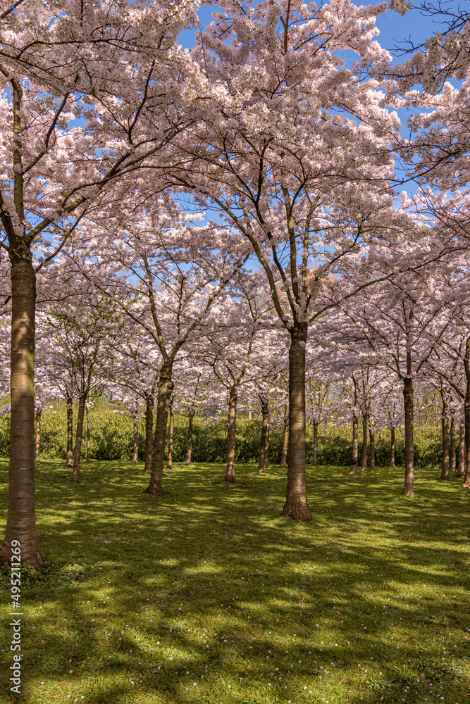 japanese cherry blossom garden in Amsterdam in full bloom