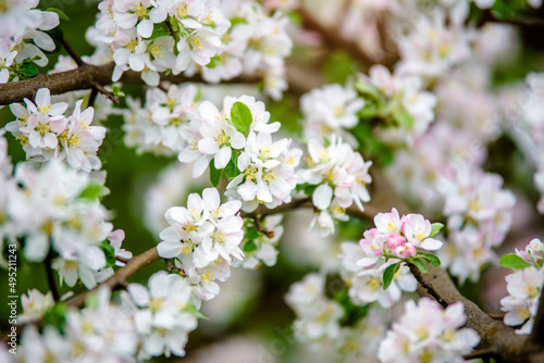 appletree blossom branch in the garden in spring 