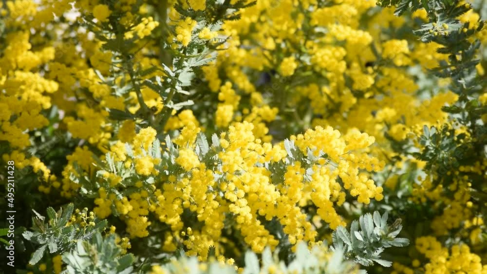 庭の黄色いミモザの花のクローズアップ
