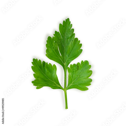 Parsley leaf on white background. BIO greenery