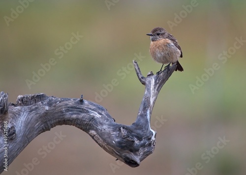 Adorable female of common stonechat perched on a tree with an out of focus background