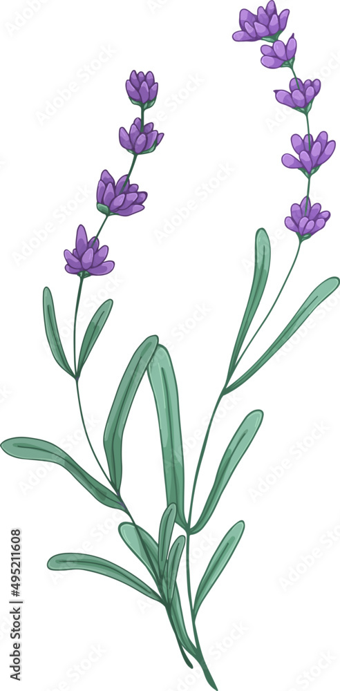 Elegant Branches of Lavender Flowers Hand Drawn Illustration Elegant Branches of Lavender Flowers Hand Drawn Illustration