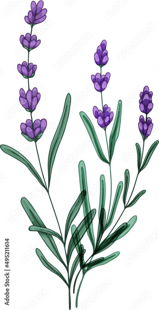 Lavender Floral Herbs Hand Drawn Illustration Lavender Floral Herbs Hand Drawn Illustration