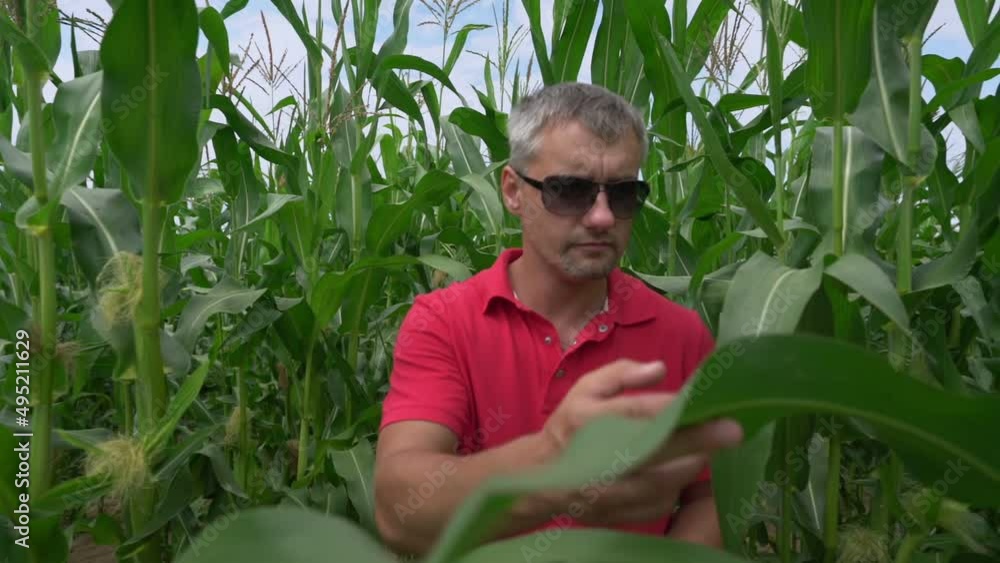 adult male farmer examines stems standing in corn field and makes markings in tablet closeup adult male farmer examines stems standing in corn field and makes markings in tablet closeup
