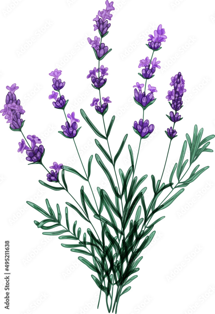 Tender Bouquet of Lavender Flowers Hand Drawn Illustration