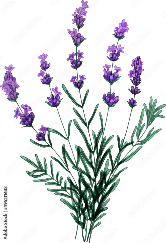 Naklejka premium Tender Bouquet of Lavender Flowers Hand Drawn Illustration