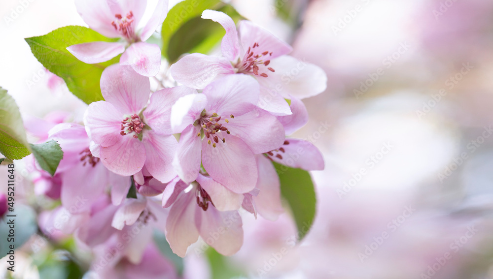 Obraz premium Spring background with apple tree flowers and copy space.