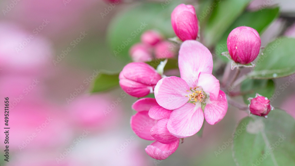 Spring background with apple tree flowers and copy space. Spring background with apple tree flowers and copy space.