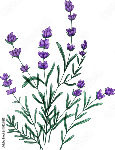 Bunch of French Provence Lavender Flowers Hand Drawn Illustration