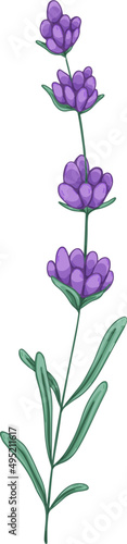 Branch of Lavender Floral Herbs Hand Drawn Illustration