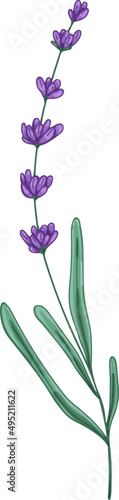 Branch of Lavender Hand Drawn Illustration
