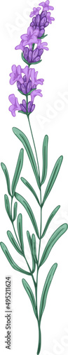 Elegant Branch of Lavender Hand Drawn Illustration