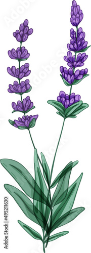 French Provence Lavender Floral Herbs Hand Drawn Illustration