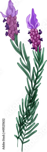 Branch with Purple Lavender Flowers Hand Drawn Illustration