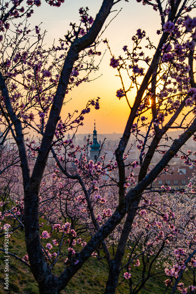 Blooming sakura gardens at sunrise in Prague. Blooming sakura gardens at sunrise in Prague.