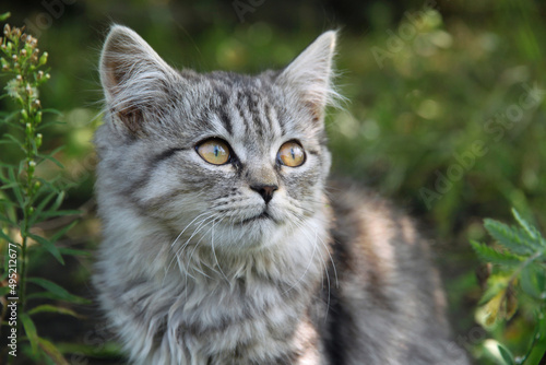 Portrait of a very cute kitten, Portrait of a gray brindle cat sitting in the grass. Kitten looks away, cat look