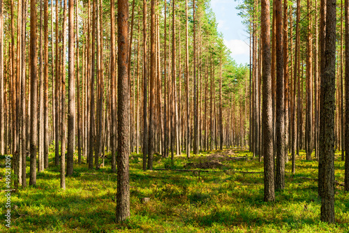 Fototapeta Naklejka Na Ścianę i Meble -  Coniferous green pine forest landscape in summer, Karelia, Russia