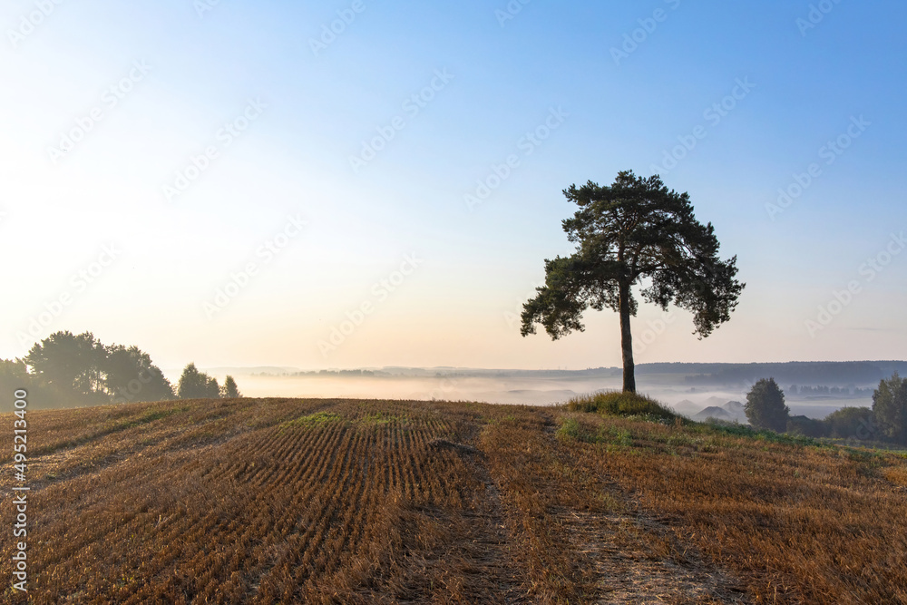 Rural landscape. Hill on a field with a lone tree over a misty valley in the early morning.