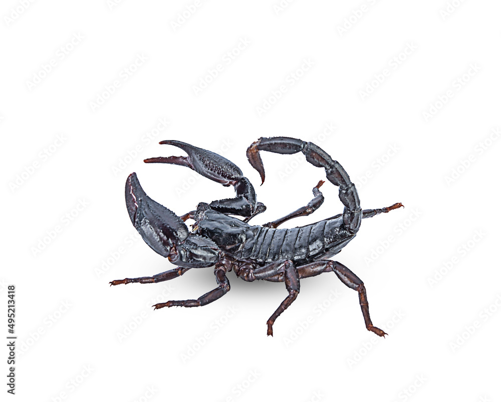 black scorpion on white background,isolated black scorpion on white background,isolated
