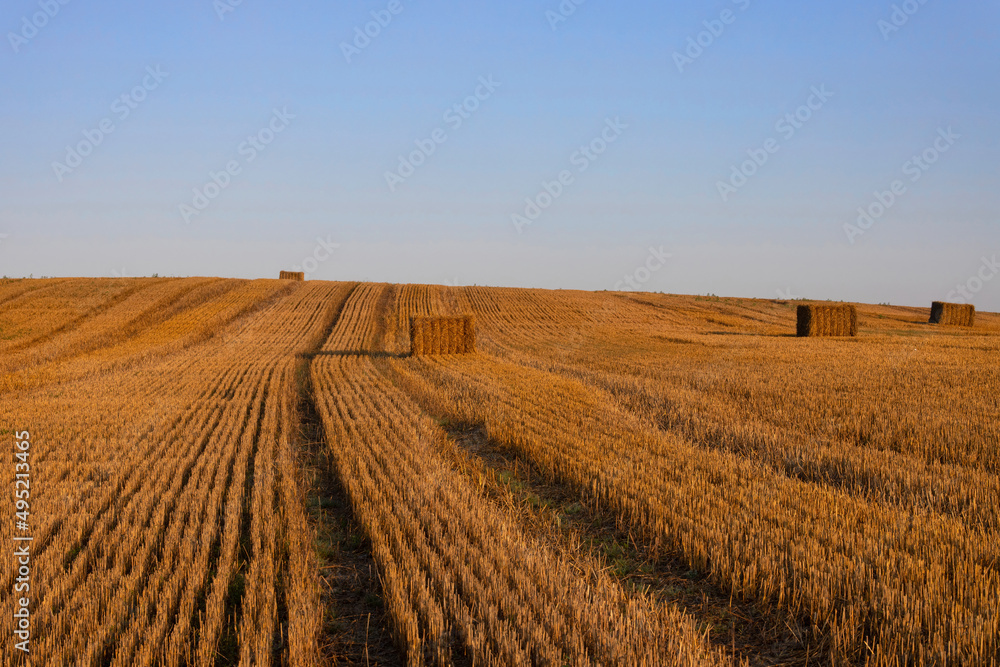 Ukrainian rural landscape. Harvested wheat field with bales of straw under blue sky