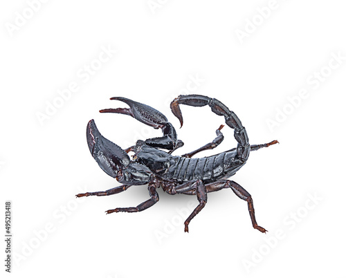 black scorpion on white background,isolated