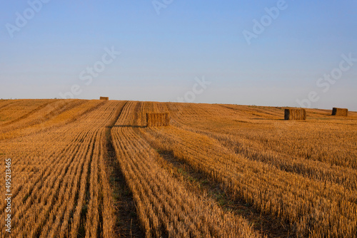 Ukrainian rural landscape. Harvested wheat field with bales of straw under blue sky