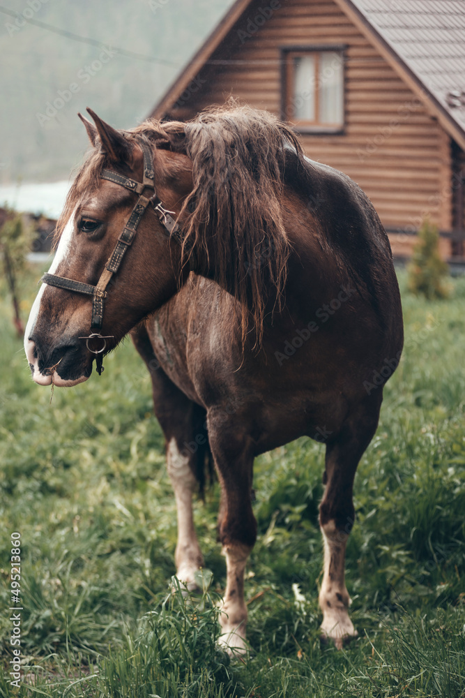 a horse stands in the courtyard of the village near the house Ukraine Carpathians a horse stands in the courtyard of the village near the house Ukraine Carpathians