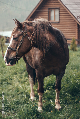 a horse stands in the courtyard of the village near the house Ukraine Carpathians