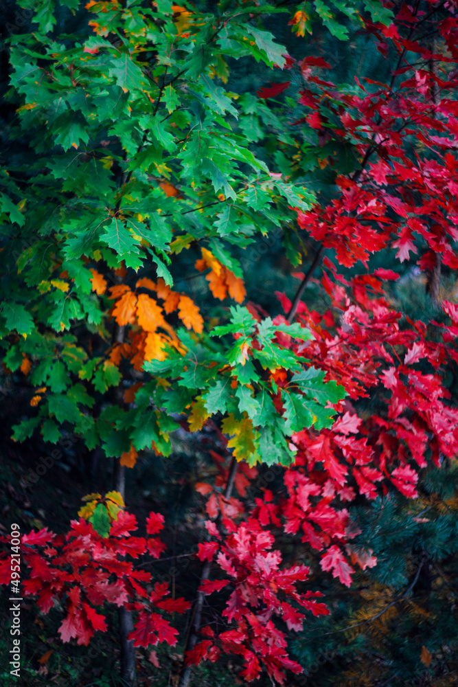 red and green color maple leaves ukraine red and green color maple leaves ukraine