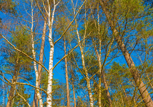 Trees in a forest below a blue sky in bright sunlight in spring, Baarn, Lage Vuursche, Utrecht, The Netherlands, March 26, 2022