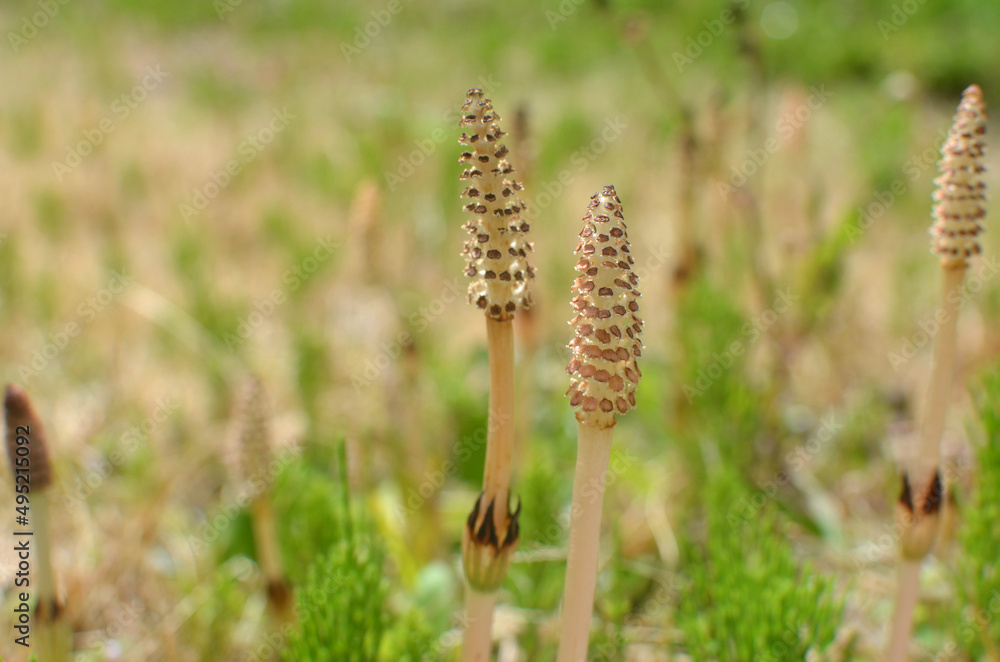 Fertile stems of horsetail (Equisetum arvense). Field horsetail.　つくし