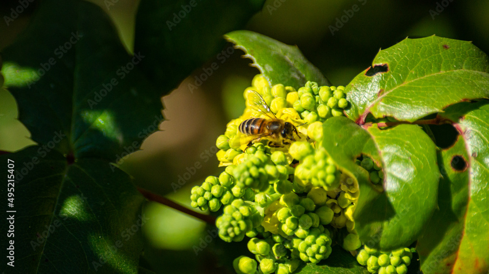 leaf of a bee leaf of a bee