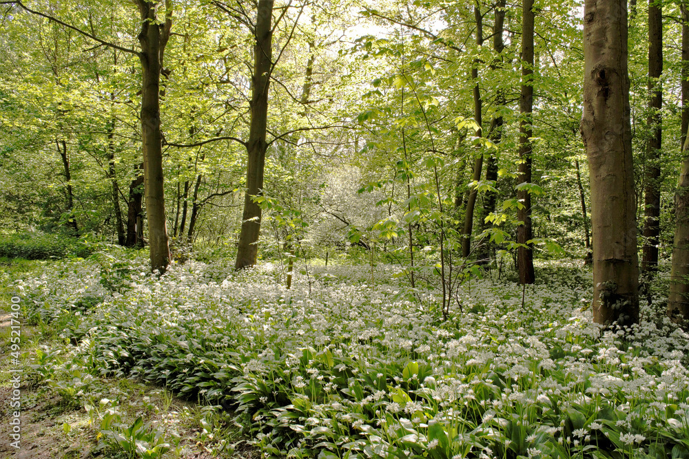 wild garlic in spring woods wild garlic in spring woods