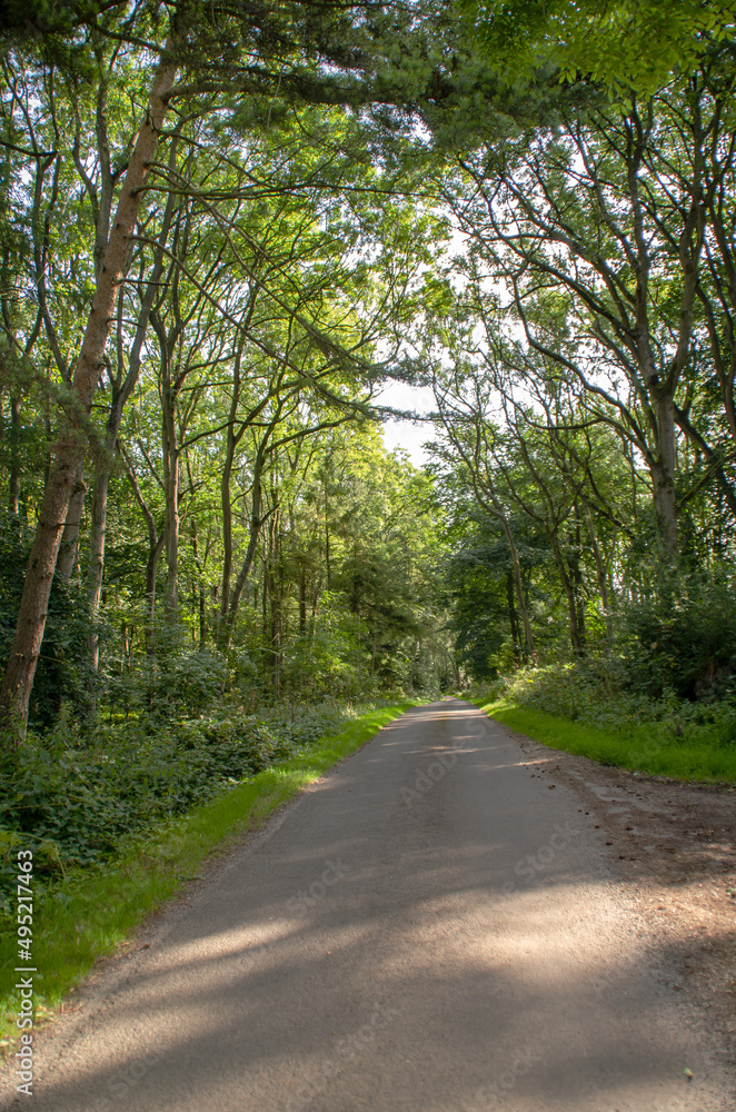 road in the forest road in the forest
