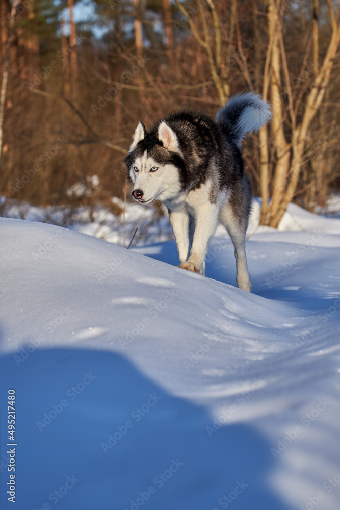Husky dog run in sunny snowy forest.