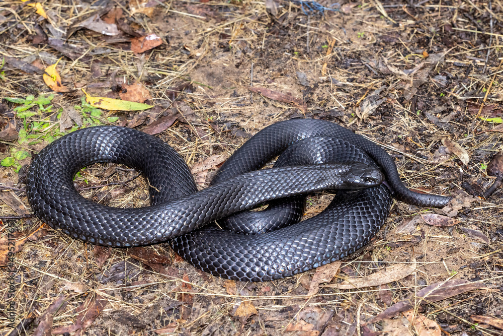 Fototapeta premium Australian Blue-bellied Black Snake flickering it's tongue